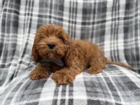 Doodle, a male Cavapoo for sale in Lakeland, FL – 3 of 8