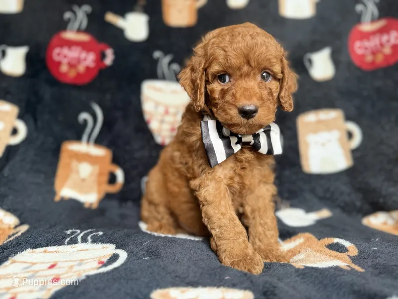 Maverick – Cockapoo, Poodle - Miniature  puppy for sale in Lakeland, FL