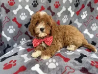 Leo, a male Cavapoo for sale in Lakeland, FL – 8 of 9