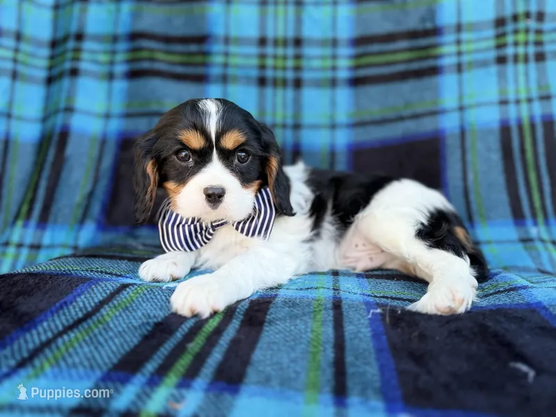 Gus – Cavalier King Charles Spaniel puppy for sale in Lakeland, FL