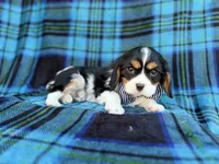 Gus, a male Cavalier King Charles Spaniel for sale in Lakeland, FL – Photo 4 of 8