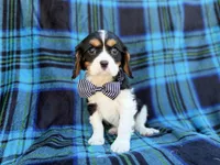 Gus, a male Cavalier King Charles Spaniel for sale in Lakeland, FL – Photo 2 of 8