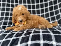 Lenny, a male Goldendoodle and Poodle - Miniature  for sale in Lakeland, FL – 6 of 8