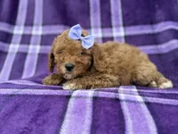 Agnes, a female Cavapoo and Poodle - Miniature  for sale in Lakeland, FL – 2 of 9