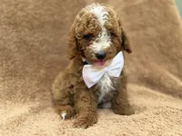 Lane, a male Goldendoodle and Poodle - Miniature  for sale in Lakeland, FL – 8 of 10
