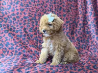 Skittles, a female Cavapoo for sale in Lakeland, FL – 8 of 10