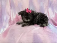 Phoebe, a female Miniature Schnauzer for sale in Lakeland, FL – 6 of 7