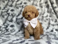 Freddy, a male Cockapoo and Poodle - Miniature  for sale in Lakeland, FL – 3 of 8