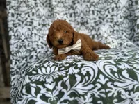 Leon, a male Goldendoodle and Poodle - Miniature  for sale in Lakeland, FL – 6 of 10