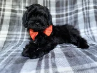 Zander, a male Shihpoo for sale in Lakeland, FL – 9 of 9
