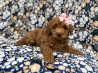 Rain, a female Cockapoo for sale in Lakeland, FL – 3 of 9