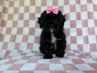 Zoey, a female Shihpoo for sale in Lakeland, FL – 4 of 8