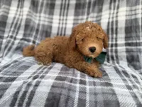 Ozzy, a male Miniature Aussiedoodle for sale in Lakeland, FL – 6 of 7