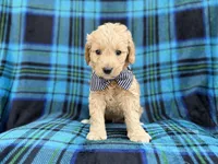 Bowden, a male Goldendoodle and Golden Retriever for sale in Lakeland, FL – Photo 3 of 8