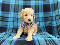 Bowden, a male Goldendoodle and Golden Retriever for sale in Lakeland, FL – Photo 5 of 8