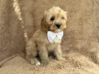 Crook, a male Cavapoo for sale in Lakeland, FL – 10 of 10