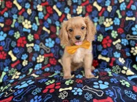 Ruger, a male Cavapoo for sale in Lakeland, FL – 7 of 8