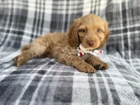 Trout, a male Cockapoo for sale in Lakeland, FL – 6 of 8