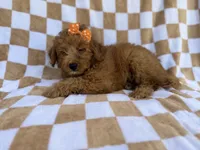 Ohana, a female Miniature Aussiedoodle for sale in Lakeland, FL – 3 of 8