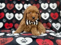 Abe, a male Cavapoo for sale in Lakeland, FL – 7 of 8