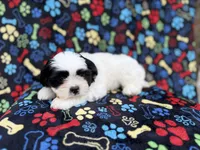 Shep, a male Shih Tzu and Shichon for sale in Lakeland, FL – 3 of 10