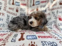 Otto, a male Miniature Aussiedoodle for sale in Lakeland, FL – 8 of 10
