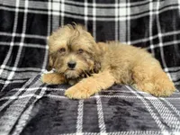Diego, a male Shihpoo for sale in Lakeland, FL – 6 of 6