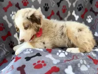 Browser , a male Miniature Australian Shepherd for sale in Lakeland, FL – 7 of 8