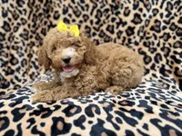 Reagan, a female Cockapoo and Poodle - Miniature  for sale in Lakeland, FL – 6 of 9