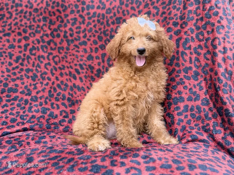 Darcy – Miniature Goldendoodle puppy for sale in Lakeland, FL