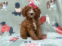 Buttercup , a female Cavapoo for sale in Lakeland, FL – 3 of 7