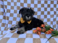 Jasper, a male Miniature Schnauzer for sale in Lakeland, FL – Photo 1 of 7