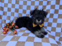 Jasper, a male Miniature Schnauzer for sale in Lakeland, FL – Photo 4 of 7