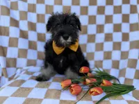 Jasper, a male Miniature Schnauzer for sale in Lakeland, FL – Photo 7 of 7