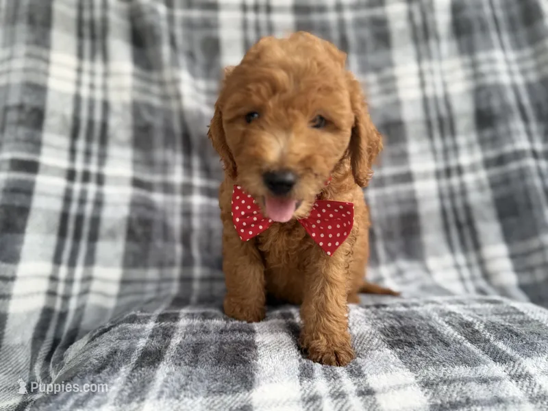Logan – Goldendoodle puppy for sale in Lakeland, FL