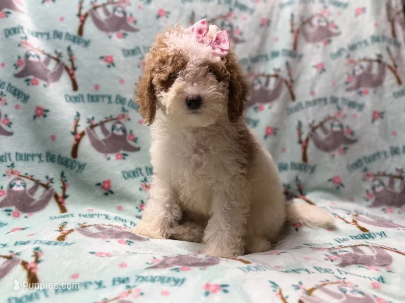 Taffy – Poodle - Miniature  puppy for sale in Lakeland, FL