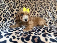 Janey, a female Cockapoo and Poodle - Miniature  for sale in Lakeland, FL – 9 of 9