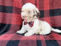 Slade, a male Cockapoo for sale in Lakeland, FL – 3 of 8