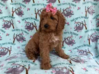 Blaire, a female Cavapoo for sale in Lakeland, FL – 6 of 7