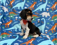 Tigger, a male Beagle for sale in Lakeland, FL – 5 of 6