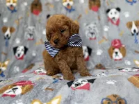 Lynx, a male Cavapoo for sale in Lakeland, FL – 8 of 8