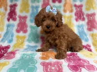 Rosie, a female Cockapoo and Poodle - Miniature  for sale in Lakeland, FL – 7 of 7