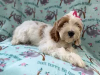 Tilly, a female Cockapoo for sale in Lakeland, FL – 3 of 9