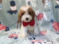 Tater, a male Poodle - Miniature  for sale in Lakeland, FL – 3 of 10