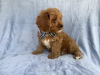 Bronx, a male Cavapoo for sale in Lakeland, FL – 1 of 7