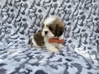 Gannon, a male Lhasa Apso for sale in Lakeland, FL – 7 of 8