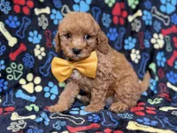 Lane, a male Cavapoo for sale in Lakeland, FL – 2 of 8