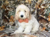 Ollie, a male Cockapoo for sale in Lakeland, FL – 4 of 9