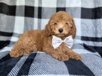 Bolt, a male Yorkipoo for sale in Lakeland, FL – 10 of 10