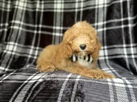 Willie, a male Cockapoo for sale in Lakeland, FL – 4 of 10